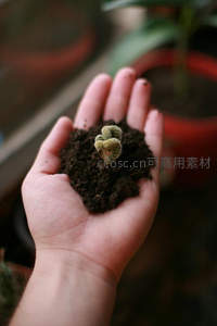 掌心泥土中萌发的小芽，微观生命奇迹