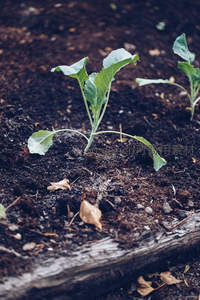 菜园幼苗初长成，土壤肥沃显生机