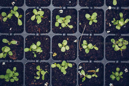 育苗盘中的嫩绿新生命