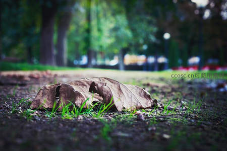 落叶覆盖下的新生绿草