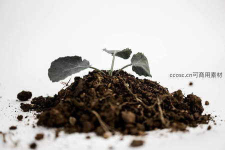 白色背景下泥土中的幼苗