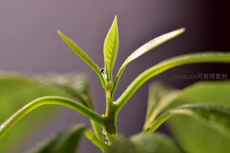 微距镜头下带露珠的嫩芽