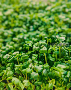 满屏翠绿幼苗，如地毯般铺展生机