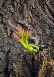 粗糙树皮裂缝中，顽强新芽破壁而出