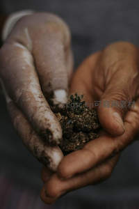 布满泥土的双手捧着新生仙人掌幼苗