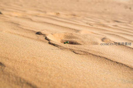 沙丘上的绿色生命探出头来