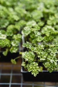 整齐排列的香菜幼苗待栽种