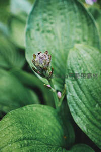 玉簪花苞在宽大绿叶间悄然绽放