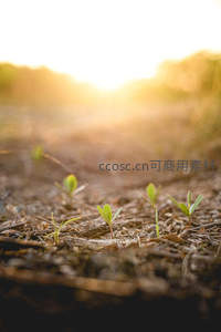 晨曦微光中破土而出的幼苗群