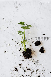 单株香菜根系特写，洁白背景