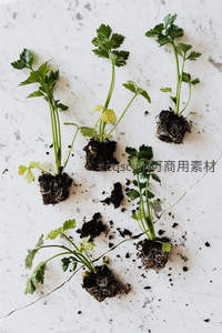 多株香菜幼苗，根部裸露排列