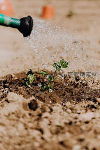 水枪浇灌幼苗，水珠飞溅瞬间