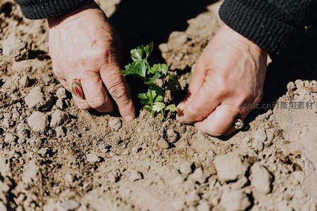 双手轻抚泥土，栽种希望的幼苗