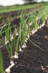 整齐排列的葱苗在田垄间茁壮成长