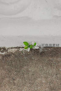 墙角缝隙中的小绿植顽强绽放生机