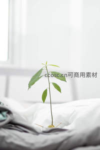 嫩芽破土而出，静置床榻显清新