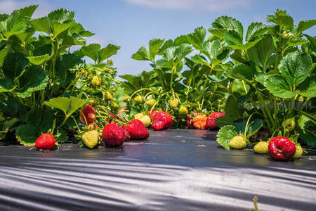 草莓园里硕果累累，红绿相映满田畴