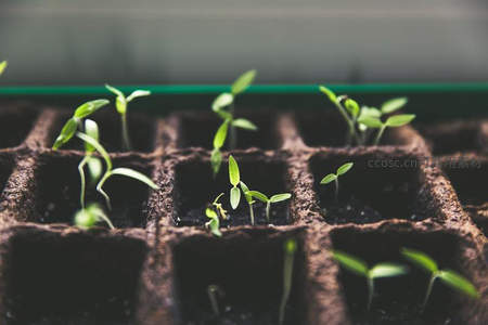 育苗盘中嫩芽初绽，孕育未来新生命