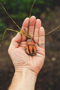 手掌捧着刚收获的畸形胡萝卜