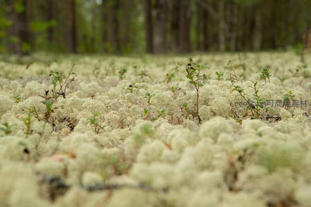 森林地表苔藓与新生植物的微距景象