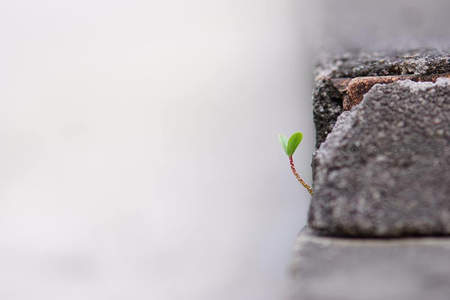 砖缝中倔强生长的小小绿芽