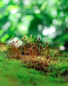阳光下苔藓孢子囊的精致特写