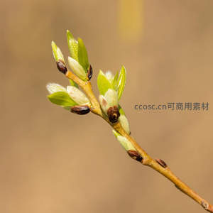 枝头嫩芽初绽，春意盎然