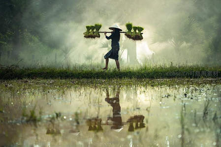 晨雾稻田中农夫挑秧苗的剪影