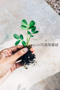 手中握着带土嫩绿幼苗