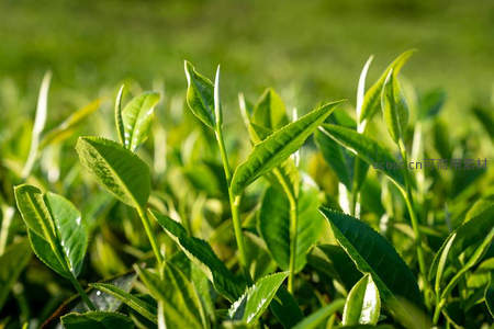 阳光下茶园嫩芽鲜绿欲滴