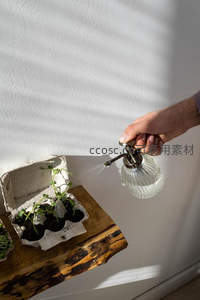 喷壶浇灌蛋托育苗，阳光洒落