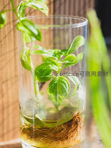 水培罗勒枝繁叶茂，根系发达