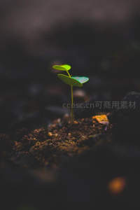 微距下的新生嫩芽破土而出