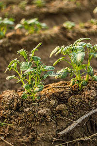 田间土豆苗破土而出，绿意萌发