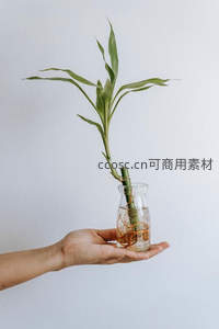 手捧水培富贵竹，根系清晰可见