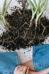 换盆时刻，植物根系与土壤相伴