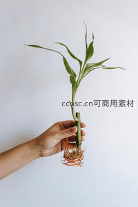 手持水培竹子，根须如丝般柔韧