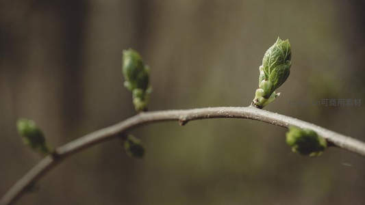 枝头嫩芽初绽，春意盎然