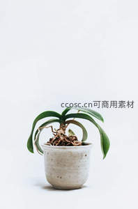 简约陶盆中的蝴蝶兰根系