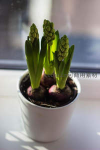 窗台风信子含苞待放，阳光洒落