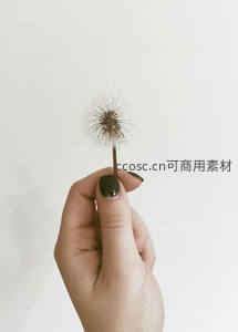 素手轻握残存蒲公英，简约优雅