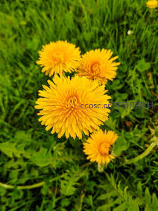 绿茵丛中绽放的金黄蒲公英