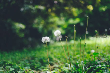 绿意盎然草地上的蒲公英静景