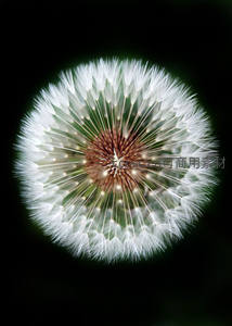 纯黑背景下蒲公英的完美对称