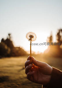 夕阳下手中握着蒲公英，温暖治愈