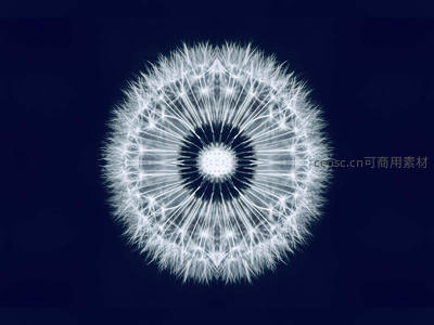 深蓝背景下蒲公英的对称艺术