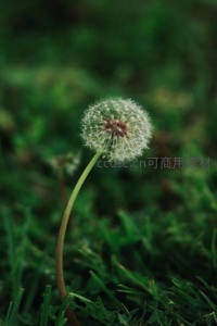 绿意盎然中的蒲公英绒球特写