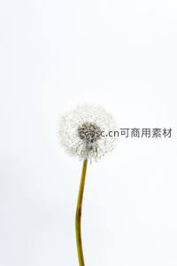 纯白背景下孤傲的蒲公英