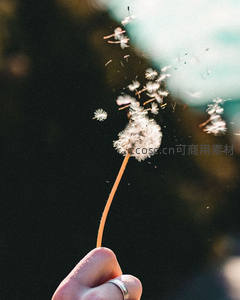 手指轻触吹散蒲公英种子