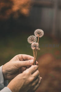 双手捧着三朵干枯蒲公英
